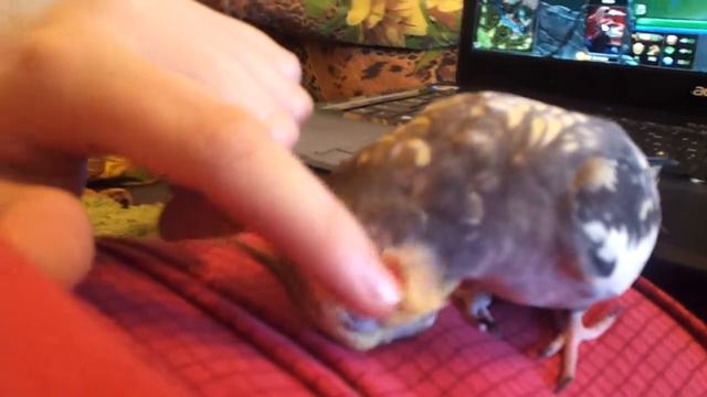 Корелла Петруша любит чесаться смотреть онлайн