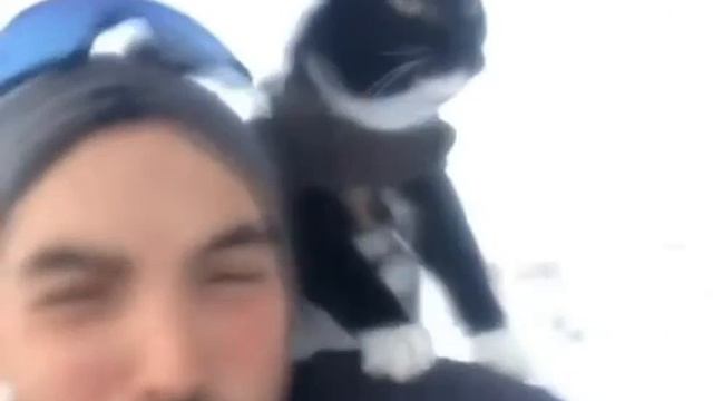 Кот верхом на своём хозяине спускается на санках с крутой горы. 405 000 просмотров за сутки смотреть онлайн