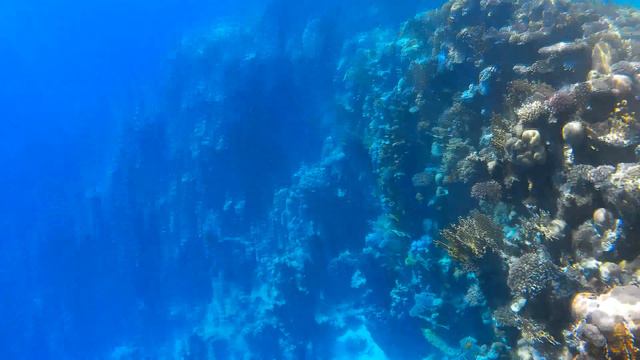 Под красной водой 2 157 (Коралловый риф) Dreams Beach Resort смотреть онлайн
