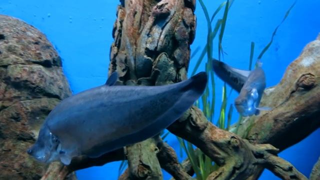 Индийский нож глазчатый смотреть онлайн