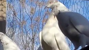 Иранские голуби в Атланте!