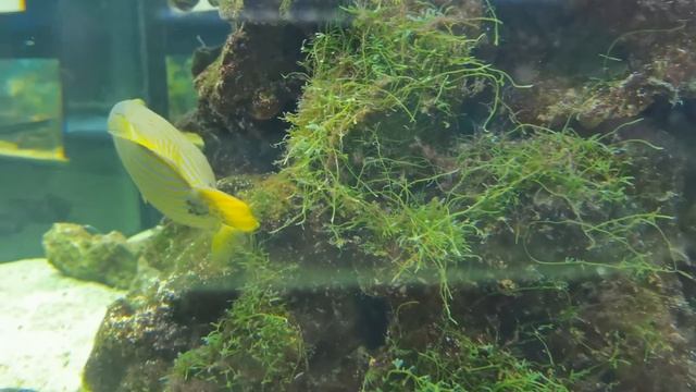 УДИВИТЕЛЬНЫЕ МОРСКИЕ РЫБЫ? | ОКЕАНАРИУМ ОДЕССА 2020 смотреть онлайн