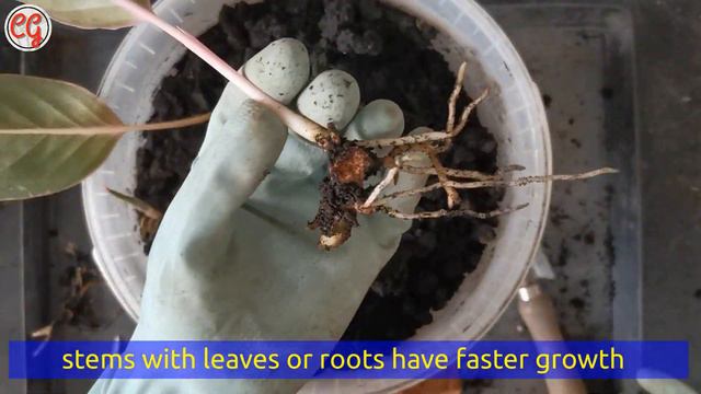 Stem Cutting Propagation Aglaonema after 2 Months | Sapphire Suzanne Variety | Candid Garden смотреть онлайн