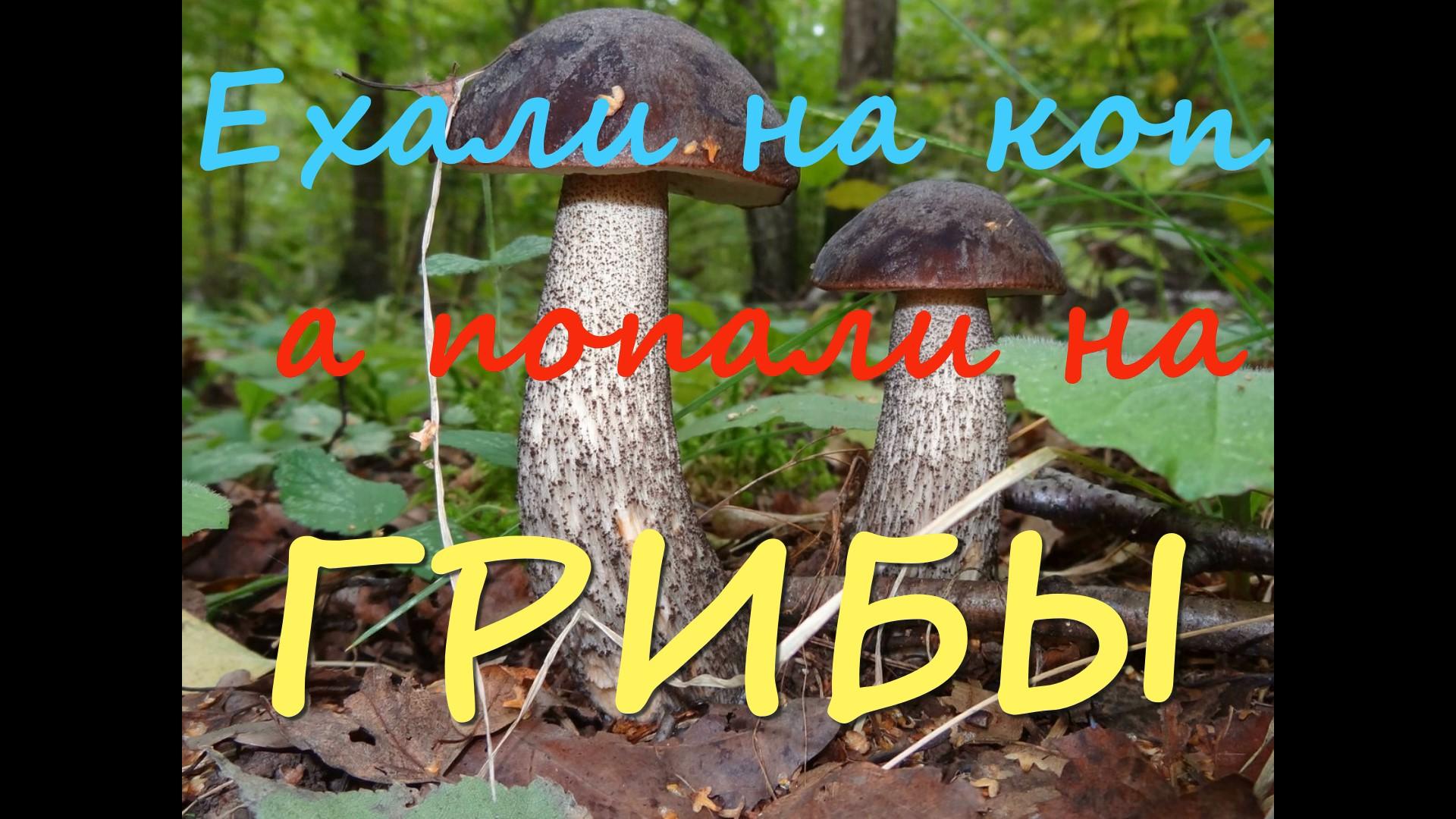 ЕХАЛИ НА КОП, А ПОПАЛИ НА ГРИБЫ !!! смотреть онлайн
