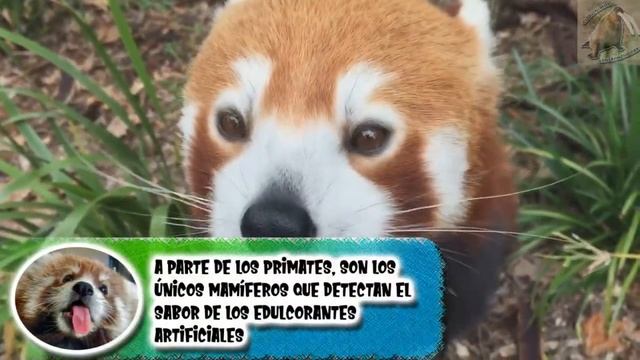 panda rojo:LA FAUNA ARBORICOLA DE ASIA - documental de animales salvajes смотреть онлайн