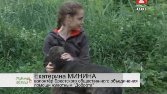 Волонтёры брестского приюта общества "Доброта" смотреть онлайн