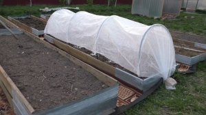 ЧЕМ ОБРАБОТАТЬ КАРТОФЕЛЬ ПЕРЕД ПОСАДКОЙ/ ПЕРЕСАДКА КАПУСТЫ В ГРЯДКИ/ ДЕРЕВНЯ/HOW TO PROCESS POTATOE