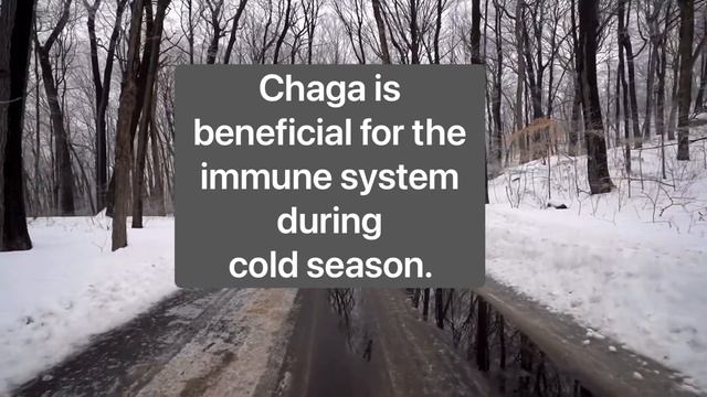 What Is Chaga Mushroom Tea | Chaga AKA “ Gift From God” | Immune System Help During Cold Season смотреть онлайн