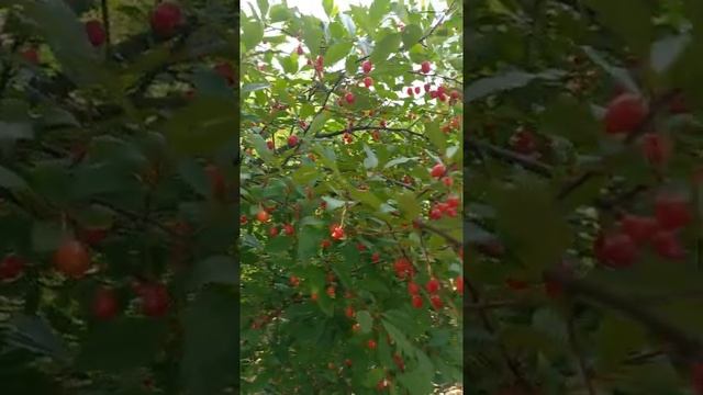 Гуми или Лох многоцветковый смотреть онлайн