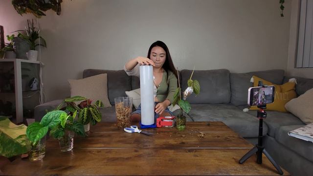 PLANT PROPAGATION UPDATE + AIR LAYERING PHILODENDRONS