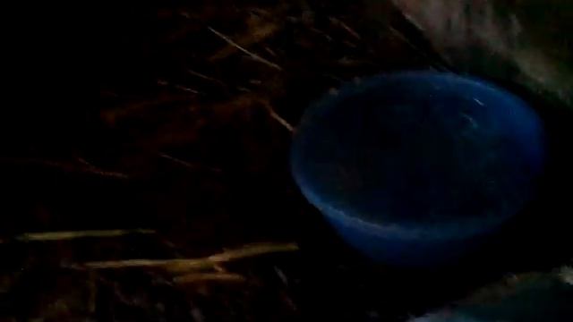 Проверяем беременная ли самка? смотреть онлайн