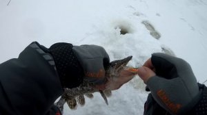 с Вибом вдоль камыша! Щука этого ждала! Ловля щуки на вибы и балансиры!