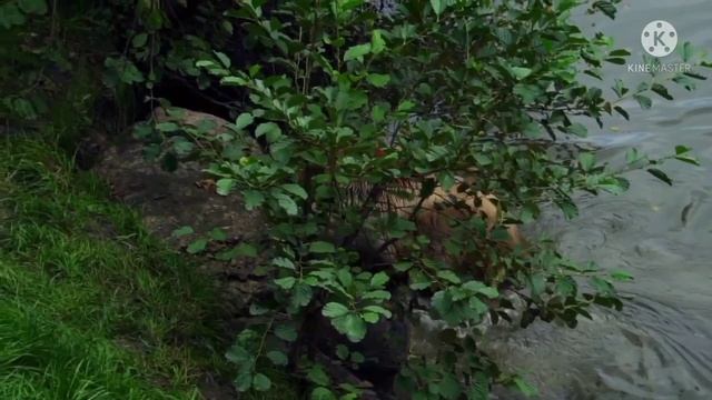 Самвел Адамян, Grandeniko и Сытники. Мы и ВЗЛЕТИМ и СЛОМАЕМСЯ. | Правдивая Ольга. Saveliy Ad