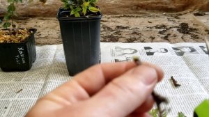 Пришли саженцы.Ежевика Блэк Джем,голубика Блю Кроп и Хана Чойз