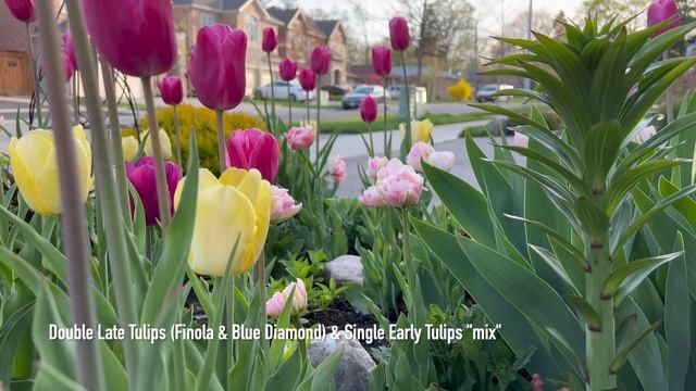 Planting Cezanne Clematis & Snow Alyssum / Pruning Mac Hydrangeas / Garden Update - May 15, 2022 смотреть онлайн