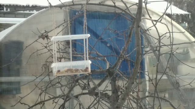 Самодельная кормушка для птиц из пластикового контейнера; немного наблюдений смотреть онлайн