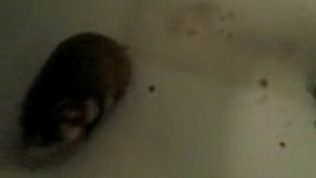 Дикий хомяк смотреть онлайн