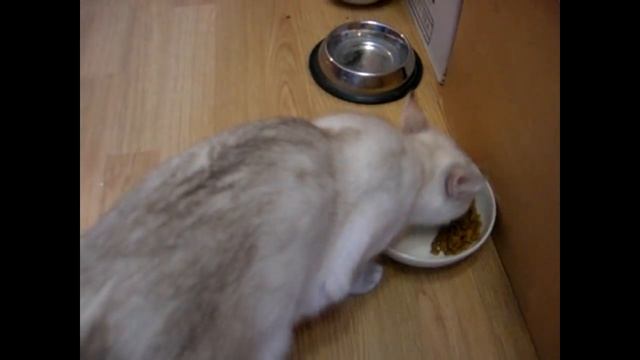 Улёт! Кошка говорит: Чужих котят не бывает! Тайские кошки - это чудо! Funny Cats смотреть онлайн