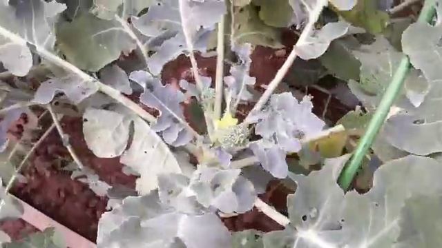 Мой урожай капусты брокколи. смотреть онлайн