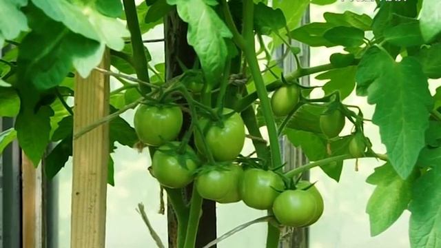 Курганский огород: безымянные овощи и натуральный обмен смотреть онлайн