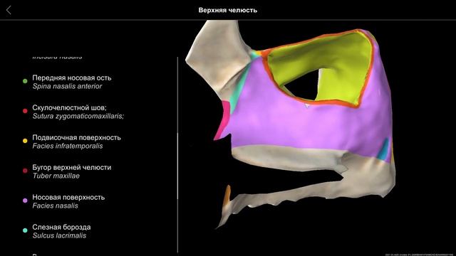 Верхняя челюсть. Https://nash-pirogov.ru/
