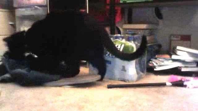 Scrappy the cat eats pants. смотреть онлайн
