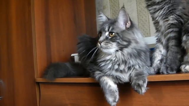 ЛИРИКУМ Мурлин и ЛАпочка - две голубые мраморные красотки мейн-кун смотреть онлайн