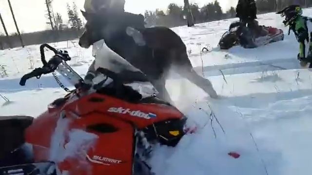 Загнали лося на снегоходах смотреть онлайн