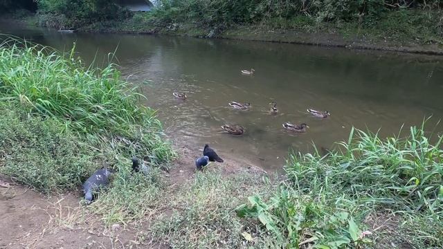 Шагаем по Москве #5: РОСТОКИНО, АКВЕДУК, МОНУМЕНТ СОВЕТСКОЙ ЭПОХИ. смотреть онлайн