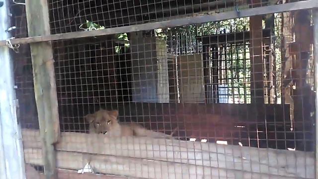 Зверинец Абхазии видео1 смотреть онлайн