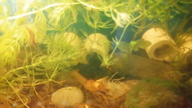 Линька карликового рака смотреть онлайн