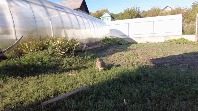 ВЫГОДНАЯ покупка ? | Засолка патиссонов? | " Дружба" Кузи и Шкета? смотреть онлайн