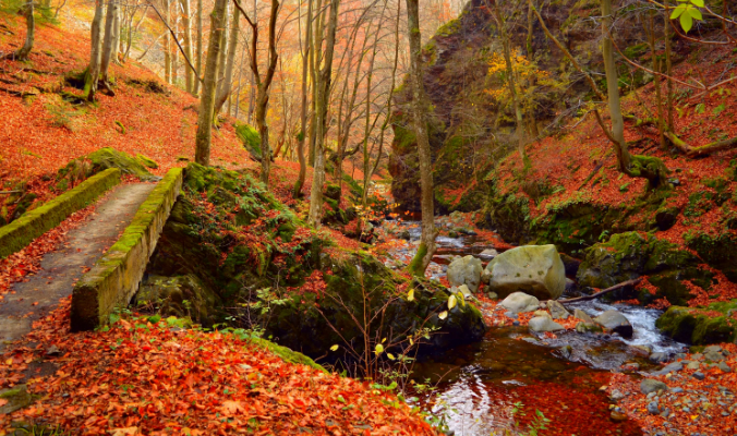 Звуки осени. Звуки осеннего ручья, и расслабляющие и успокаивающие звуки ✦ Релакс ✦ Релаксация смотреть онлайн