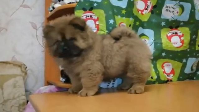 Чау-Чау 1,5 мес смотреть онлайн