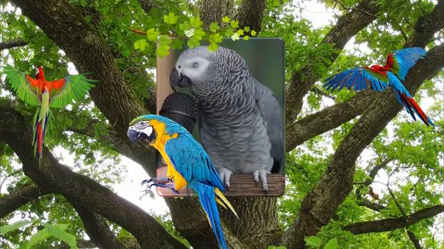 С днем рождения , Фима видео смотреть онлайн