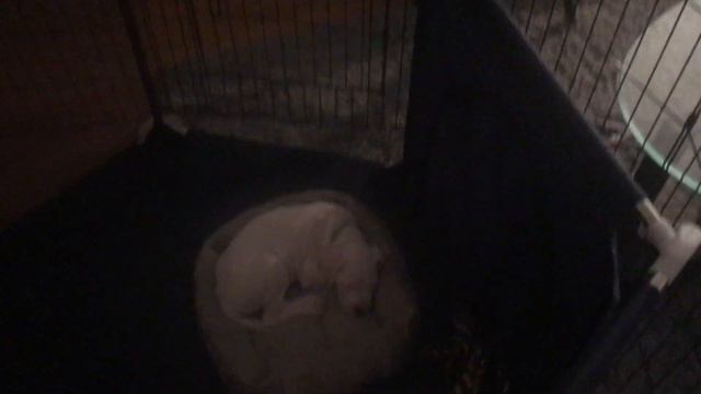 Brief New Dogo Argentino Puppy Update смотреть онлайн