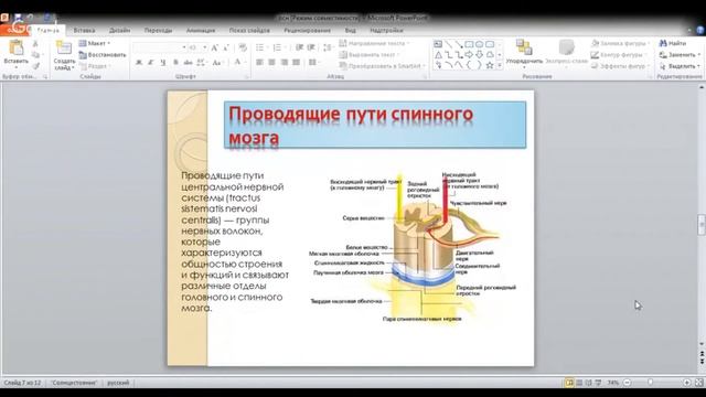 ЕГЭ по биологии 11 класс. Занятие 36. Строение нервной ткани. Спинной мозг. смотреть онлайн