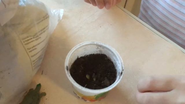 Мы прорастили чечевицу, посадили ее в землю и наблюдали за ней в течении 10 дней! смотреть онлайн