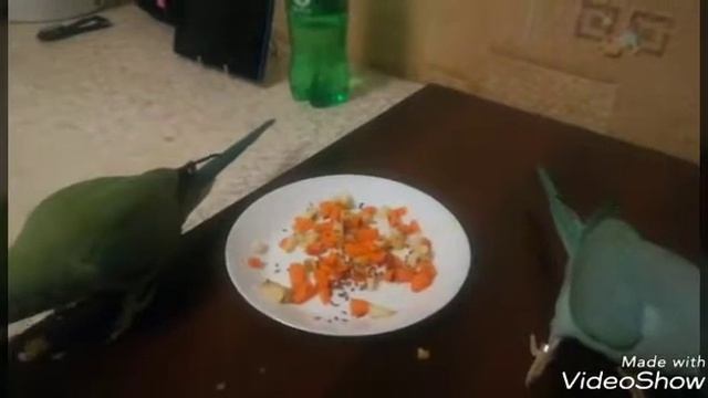 Рацион ожереловых попугаев. Едим и мусорим) смотреть онлайн