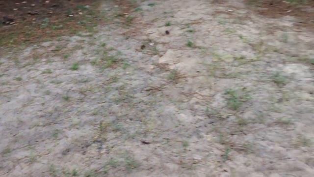 Рекс выздоровел от пироплазмоза (укус клеща) смотреть онлайн