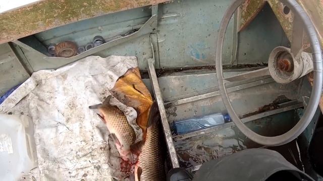 КРУПНЫЙ САЗАН РВЕТ СНАСТИ! РЫБАЛКА СЕТЯМИ НА АМУРЕ! смотреть онлайн