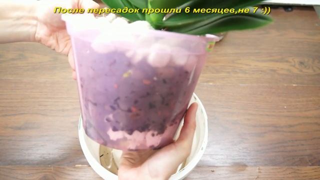 Орхидеи-УЦЕНКИ "Панды" СПУСТЯ 6 месяцев после ПЕРЕСАДОК смотреть онлайн