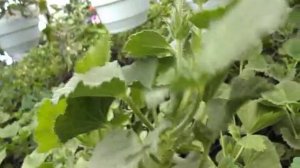 Королевская пеларгония (герань): прищипка, укоренение, уход зимой.