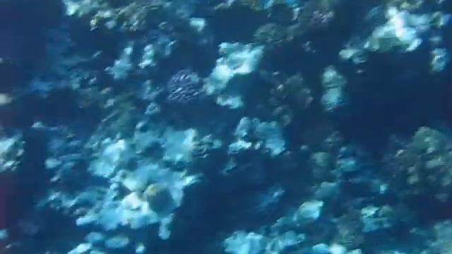 Подводные съемки в Красном море Underwater photography Egypt. Sharm el-Sheikh. смотреть онлайн