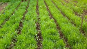 Овес как сидерат