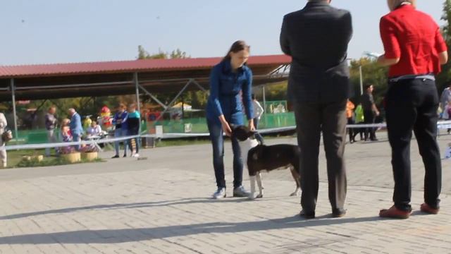 MVI 8840 "АЗИИ-ОСЕНЬ-2015"Rediana Luxurious Lady Brave Knights смотреть онлайн