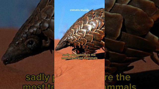 Pangolins The Armored Guardians of the Wild смотреть онлайн