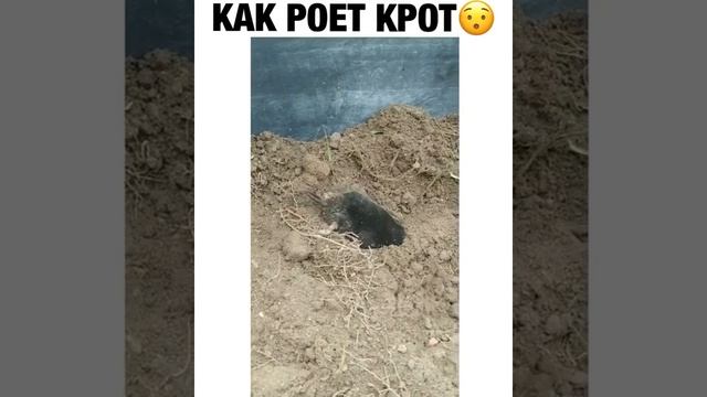 Как роет крот смотреть онлайн