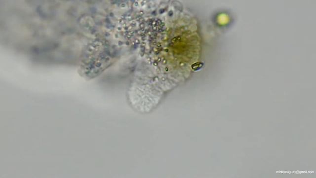 Ameba Amoeba cf leningradensis смотреть онлайн