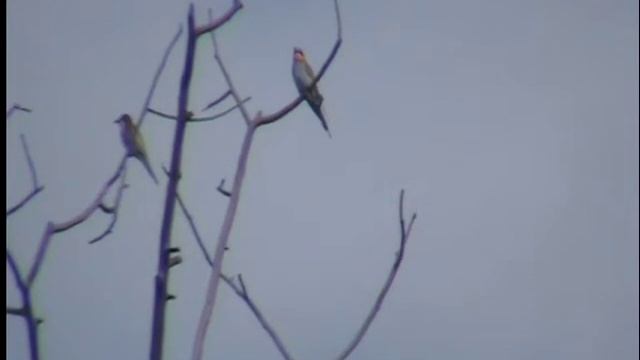 ЗОЛОТИСТЫЕ ЩУРКИ birds смотреть онлайн